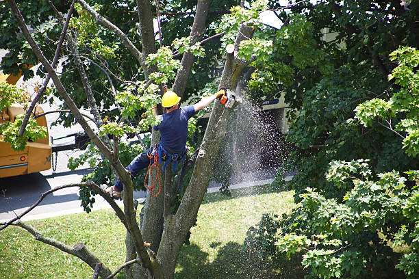  , AK Tree Care Pros